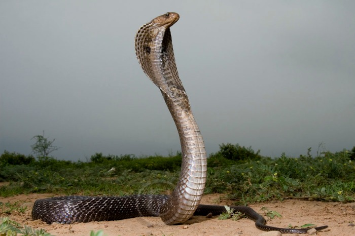 <img src="know about snakes snakebite first aid rescue of snakes.jpeg" alt="understanding of snakes and snakebite is important to own life and that of others lecture demo by capt suresh sharma india for nature conservation education">   